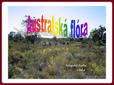 australska_flora_-_fleurs_australie