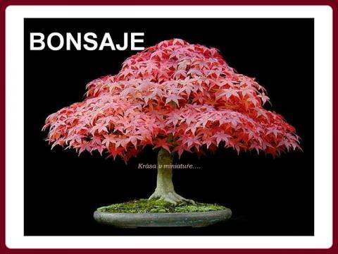 bonsaje_-_krasa_v_miniature