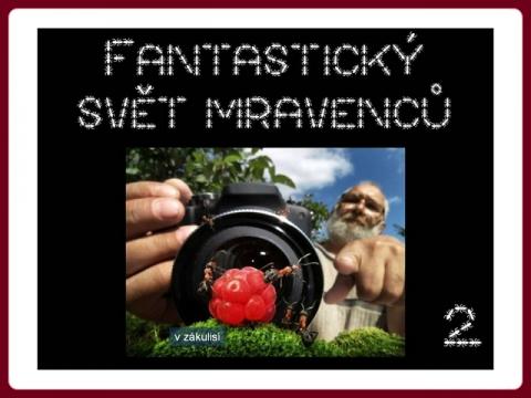 fantasticky_svet_mravencu_andrej_pavlov_2