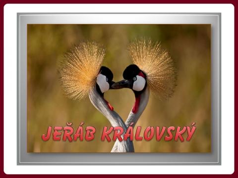 jerab_kralovsky_-_yveta