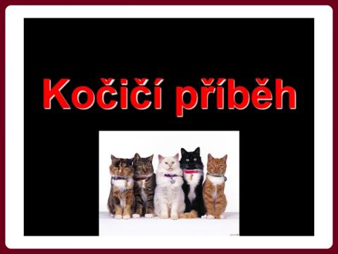 kocici_pribeh_-_cat_story