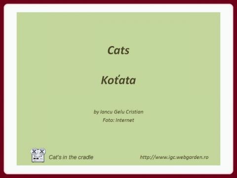 kotata_-_cats_igc
