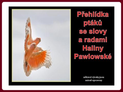 modni_prehlidka_ptaku_s_radami_haliny_pawlowske