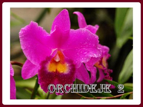 orchideje_-_yveta_2