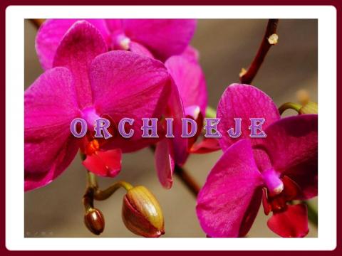 orchideje_yveta