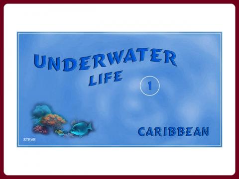 podmorsky_zivot_-_underwater_life_-_steve_1