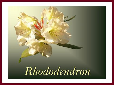 rhododendron_-_yveta