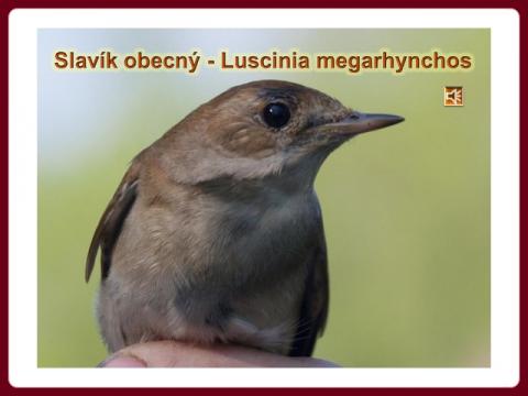 slavik_obecny_-_luscinia_megarhynchos