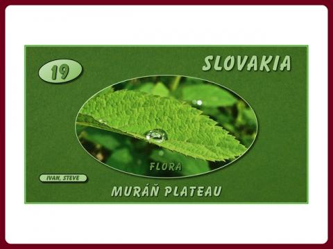 slovensko_muranska_planina_-_flora_-_steve_cz