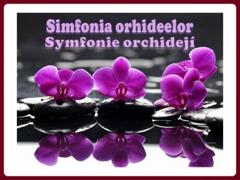 symfonie_orchidei_helen