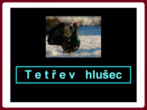 tetrev_hlusec