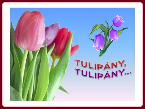 tulipany_jokoretsina