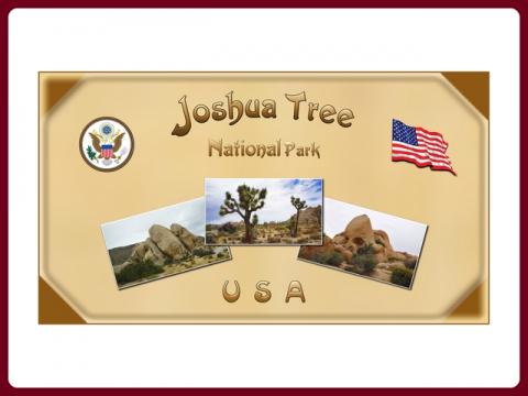 usa_-_joshua_tree_national_park_-_steve
