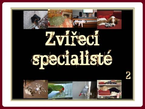 zvireci_specialiste_-_mct_2