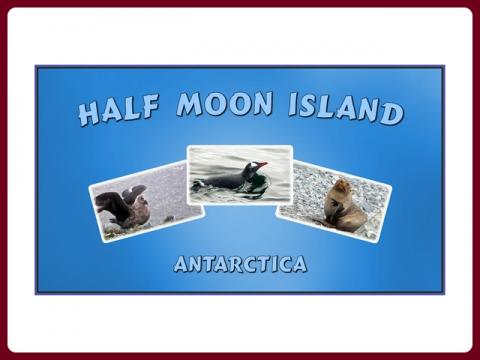 antarktida_-_half_moon_island_-_steve