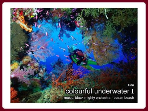 colourful_underwater_-_tao_1