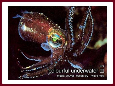 colourful_underwater_-_tao_2