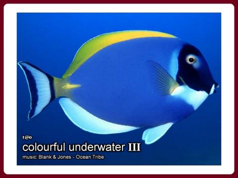 colourful_underwater_-_tao_3