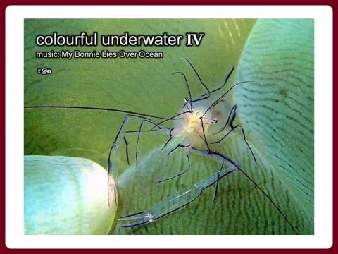 colourful_underwater_-_tao_4