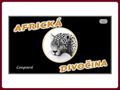 fauna_afriky_-_ leopard_-_steve