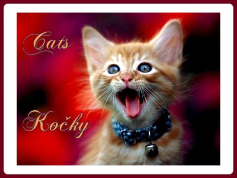 kocky_-_cats_-_renny