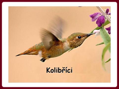 kolibrici_-_oiseaux_mouche