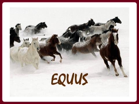 kone_-_equus_horses