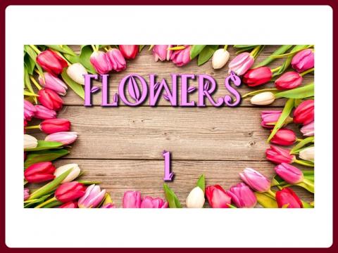 kvetiny_-_flowers_-_anna_1