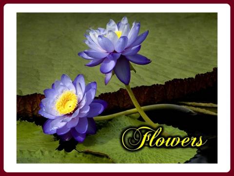 kvetiny_-_flowers_-_fleurs_-_renny
