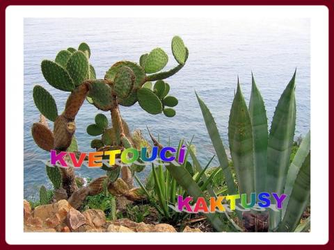 kvetouci_kaktusy_-_brzydula