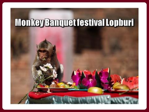 lopburi_opici_festival_-_monkey_buffet_festival_-_magda