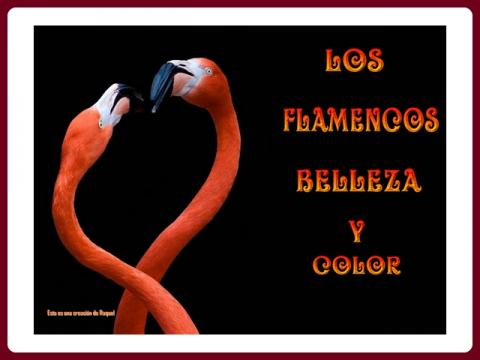 los_flamencos_beleza_y_color_-_raquel_cz