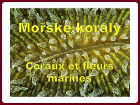 morske_koraly_-_coraux_et_fleurs_marines_-_slava