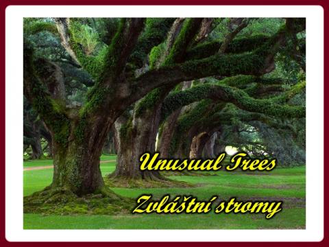 neobvykle_stromy_-_unusual_trees