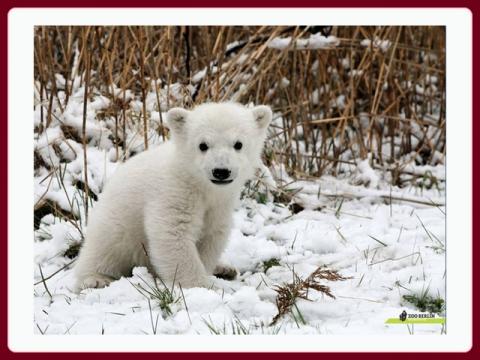 oso_polar_-_polar_bear