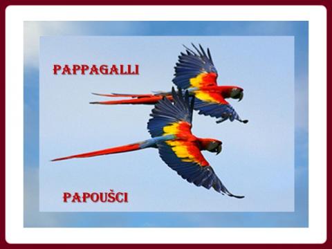 papousci_vili_-_pappagalli