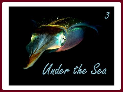 pod_morem_-_under_the_sea_-_judith_3