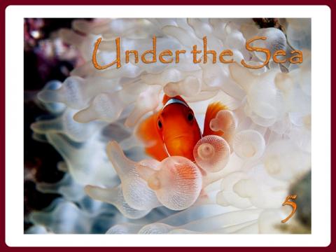 pod_morem_-_under_the_sea_-_judith_5