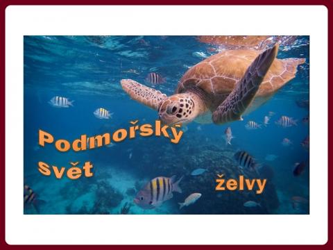 podmorsky_svet_-_zelvy_-_yveta