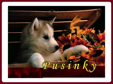 pusinky_stenatka_-_bpir