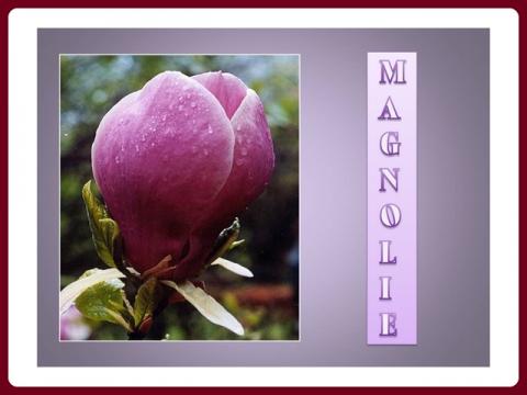 sacholan_-_magnolie_-_yveta