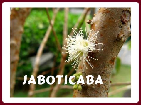 strom_jaboticaba_-_yveta