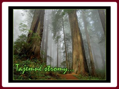 tajemne_stromy_-_trees_of_mystery