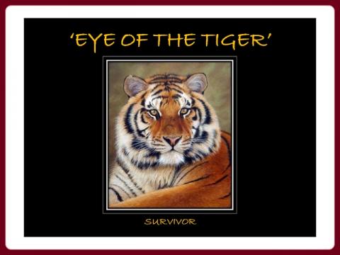 tygri_oko_-_eye_of_tiger_-_tigers