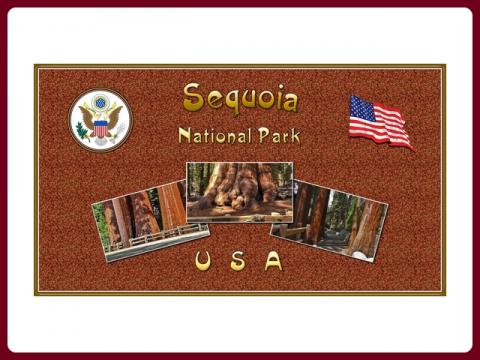 usa_-_narodny_park_sequoia_-_steve
