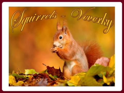 veverky_-_squirrels_-_renny