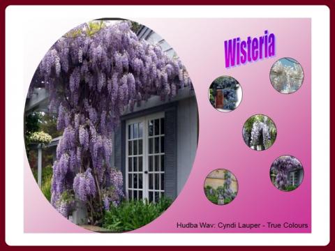 wisteria_-_wistarie