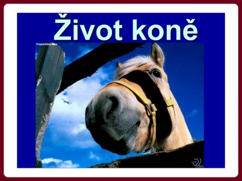 zivot_kone_-_live_horse_-_zdenda